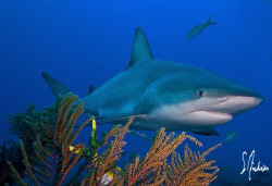 This image was taken while diving at Ginormous Reef, a re... by Steven Anderson 
